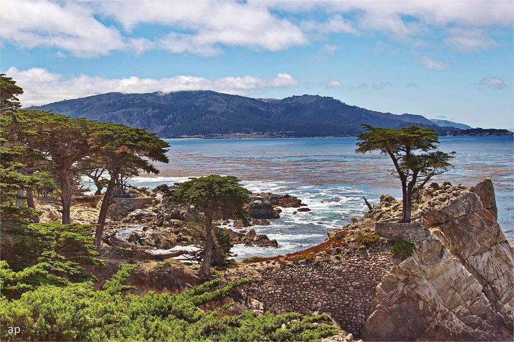 Lone Cypress