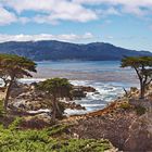 Lone Cypress