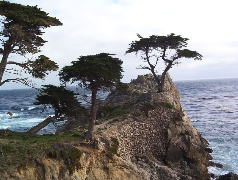 Lone Cypress