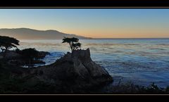 Lone Cypress die XXX-te