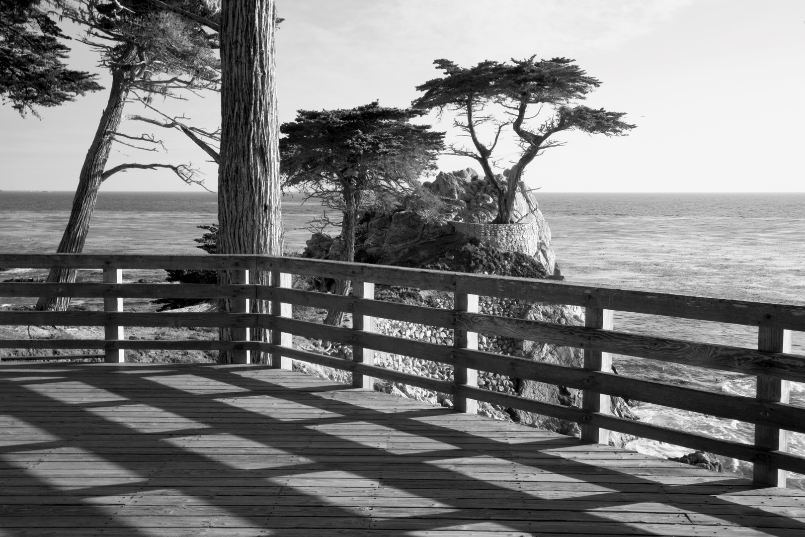 Lone Cypress