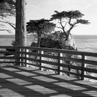 Lone Cypress