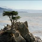 [ Lone Cypress ]