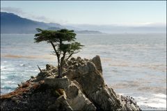 [ Lone Cypress ]