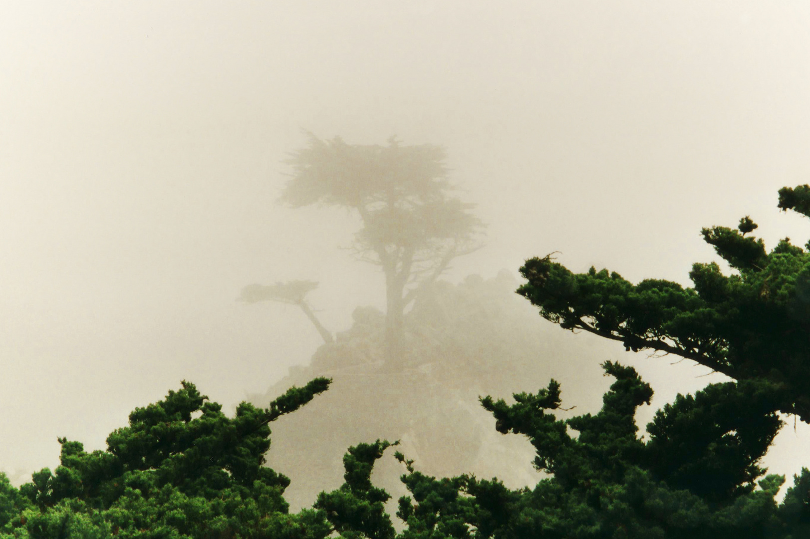 Lone cypress  in the fog