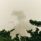 Lone cypress  in the fog
