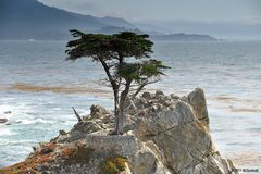 Lone Cypress Tree