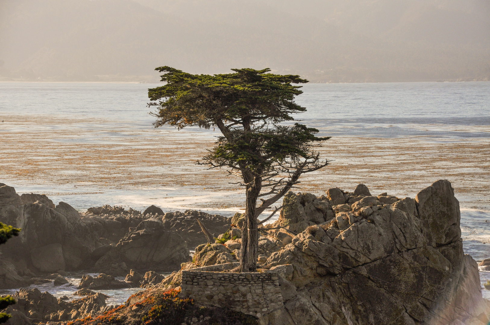 Lone Cypress Tree