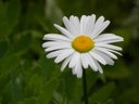 Lone Daisy