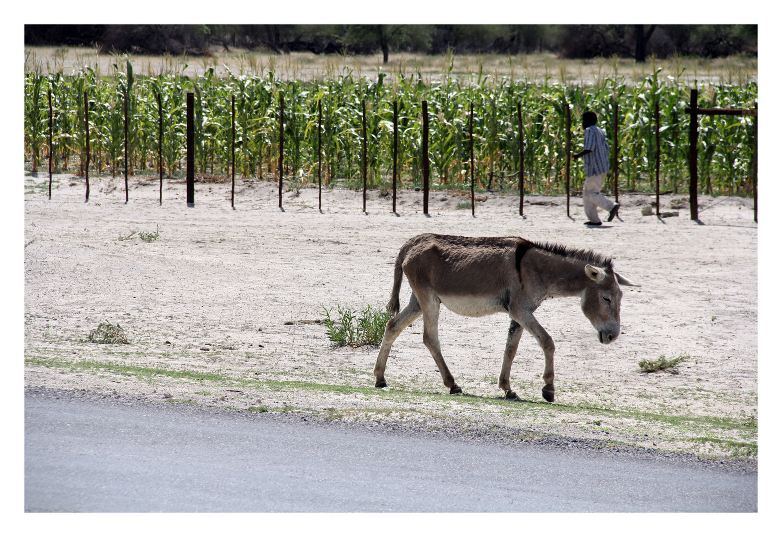 Lone donkey