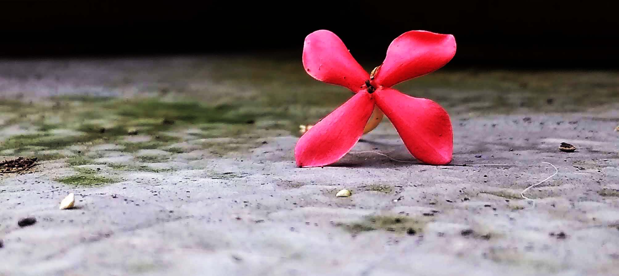 Lone flower