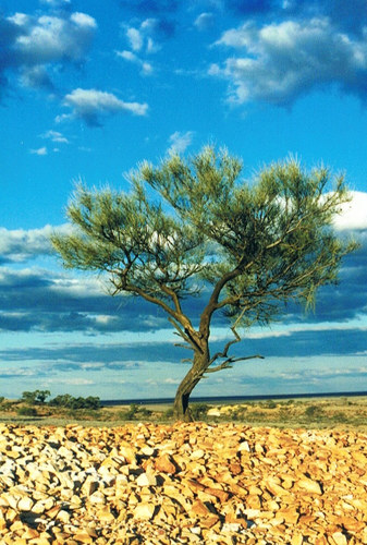 lone mulga tree on the Stuart Range(s) near Coober Pedy