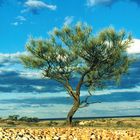 lone mulga tree on the Stuart Range(s) near Coober Pedy