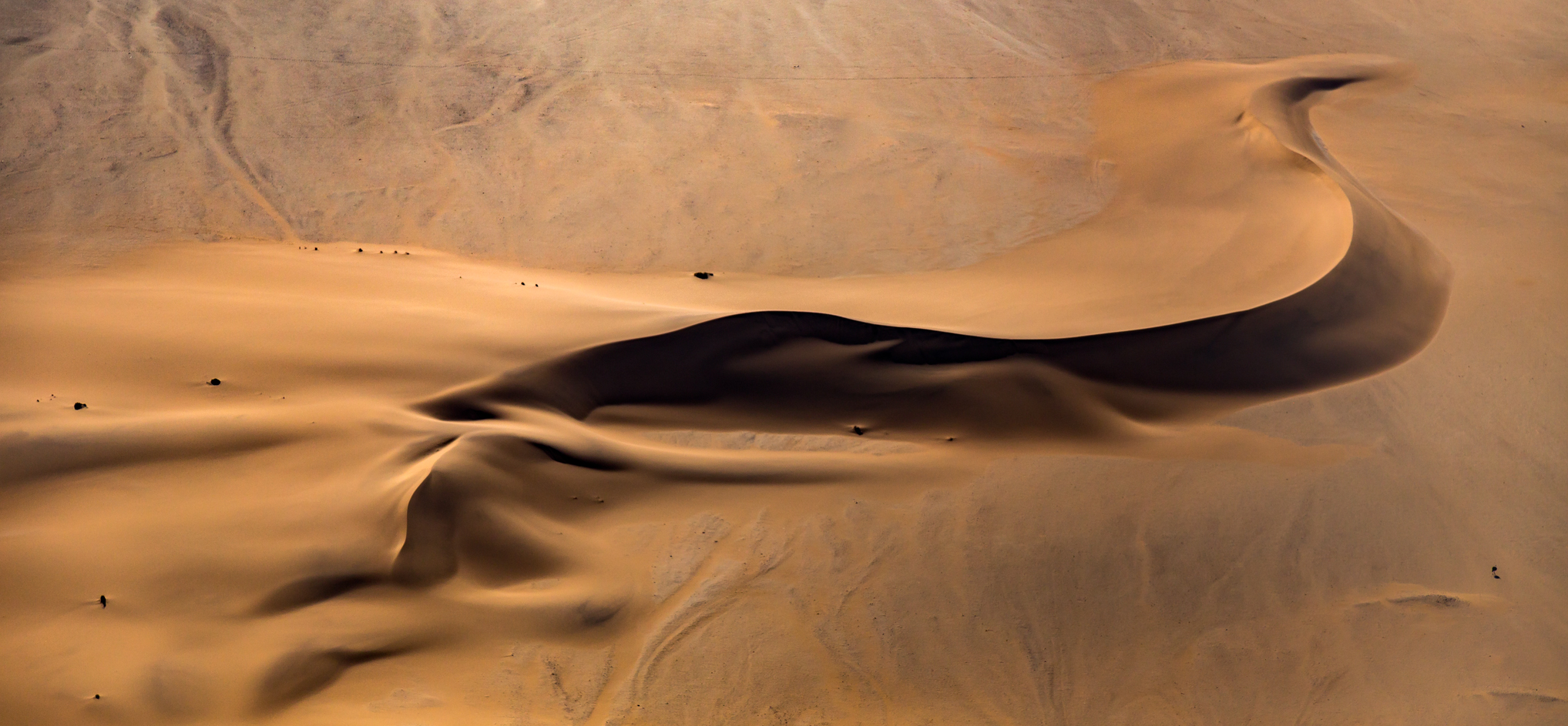 Lone-Ostrich-in-the-Desert