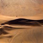 Lone-Ostrich-in-the-Desert