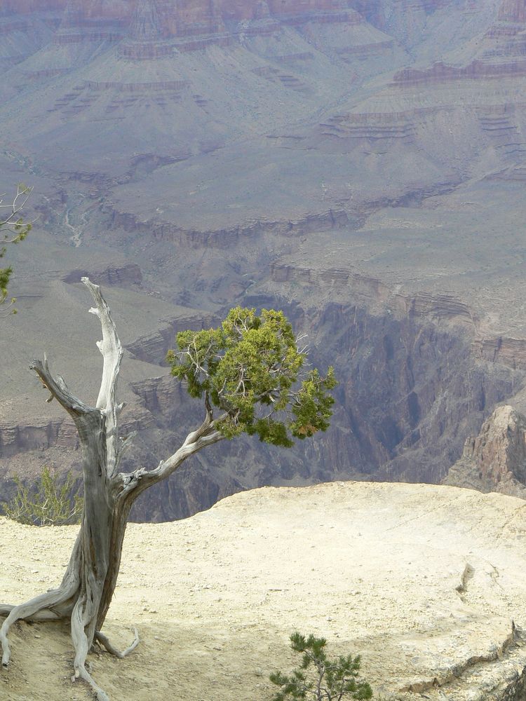 Lone Pine