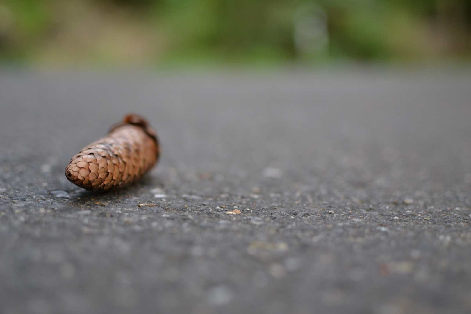 lone pine cones