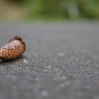 lone pine cones