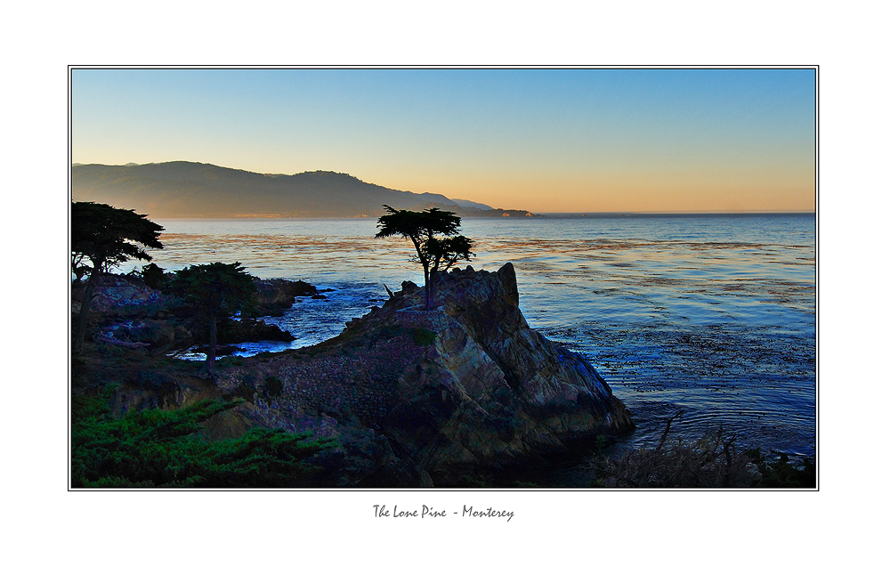 Lone Pine in Monterey