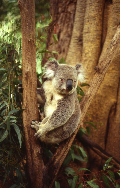 Lone Pine Koala Sanctuary