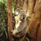 Lone Pine Koala Sanctuary