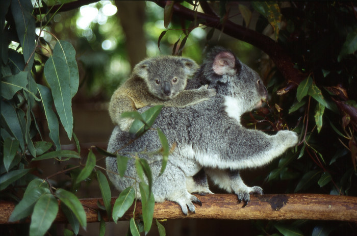 Lone Pine Koala Sanctuary