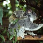 Lone Pine Koala Sanctuary