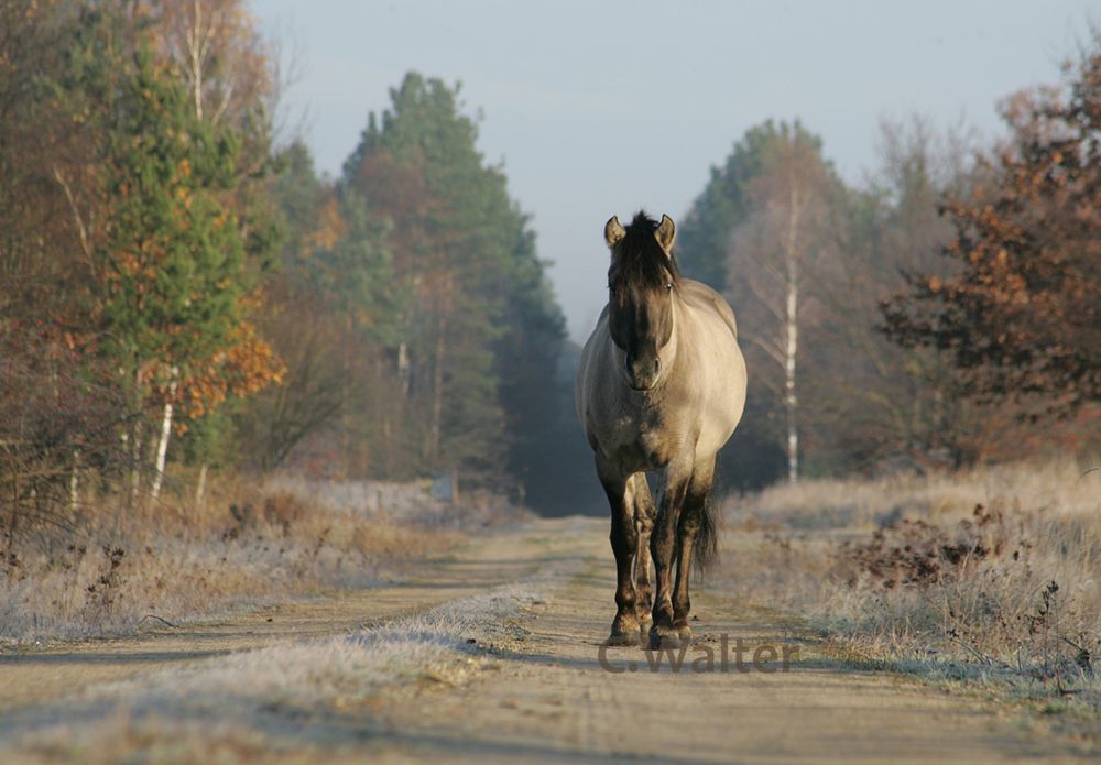 Lone Ranger