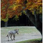 Lone Rider