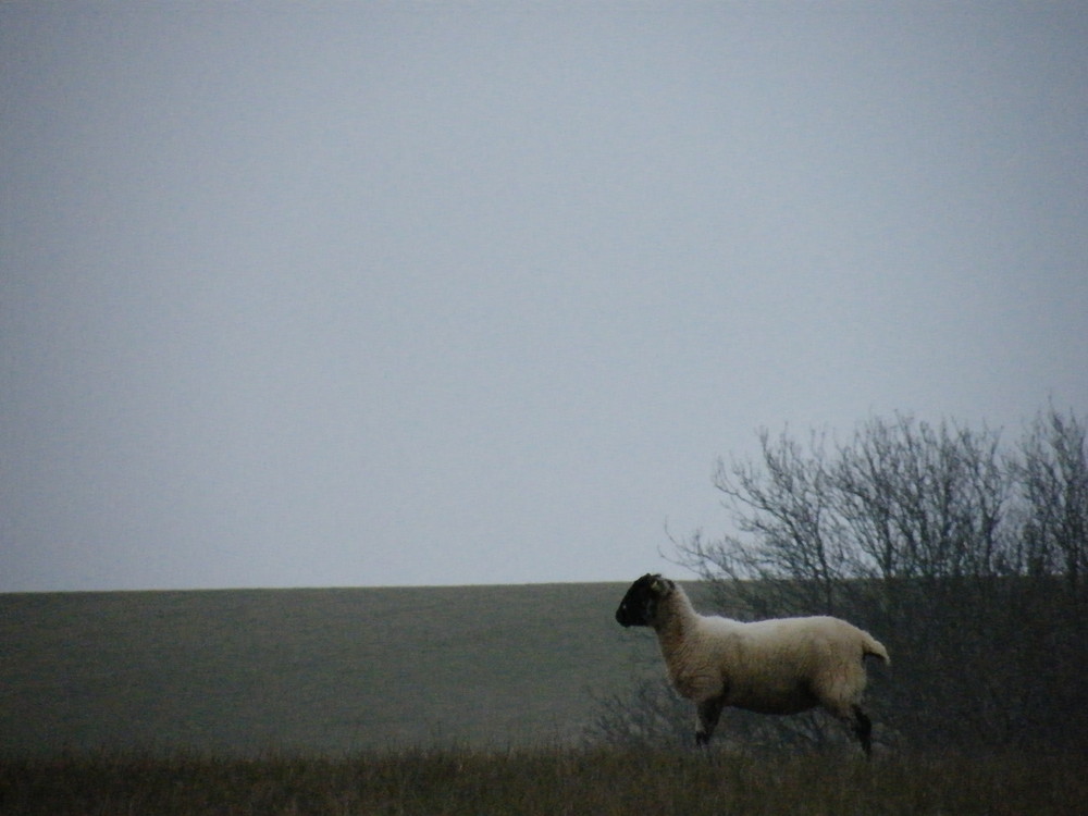 Lone Sheep