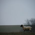 Lone Sheep