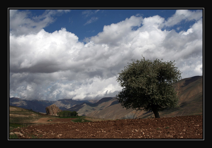 Lone Tree