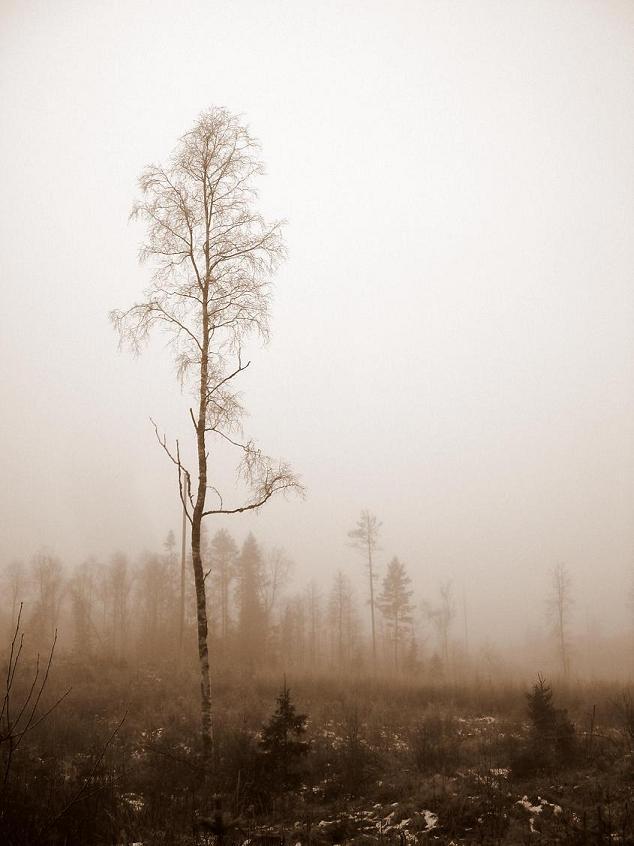 Lone Tree