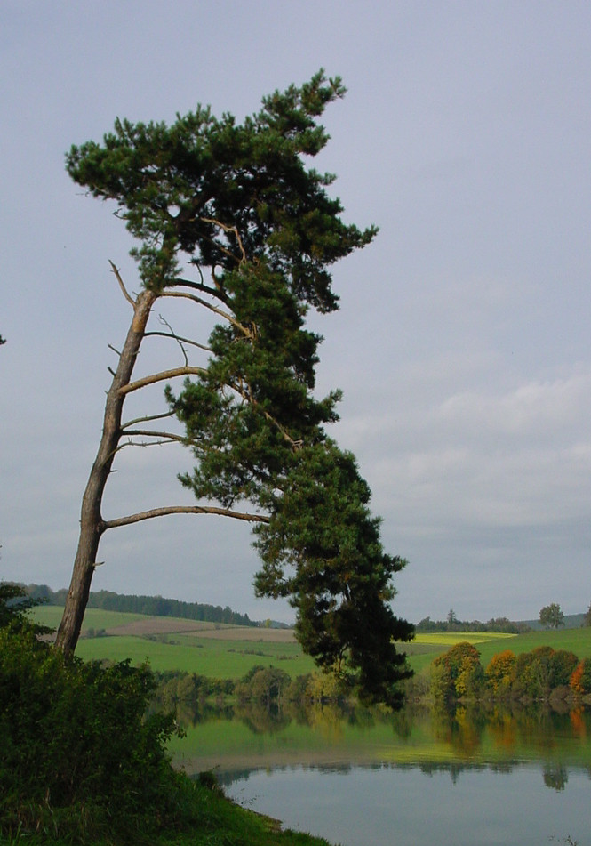 Lone Tree