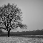 lone tree