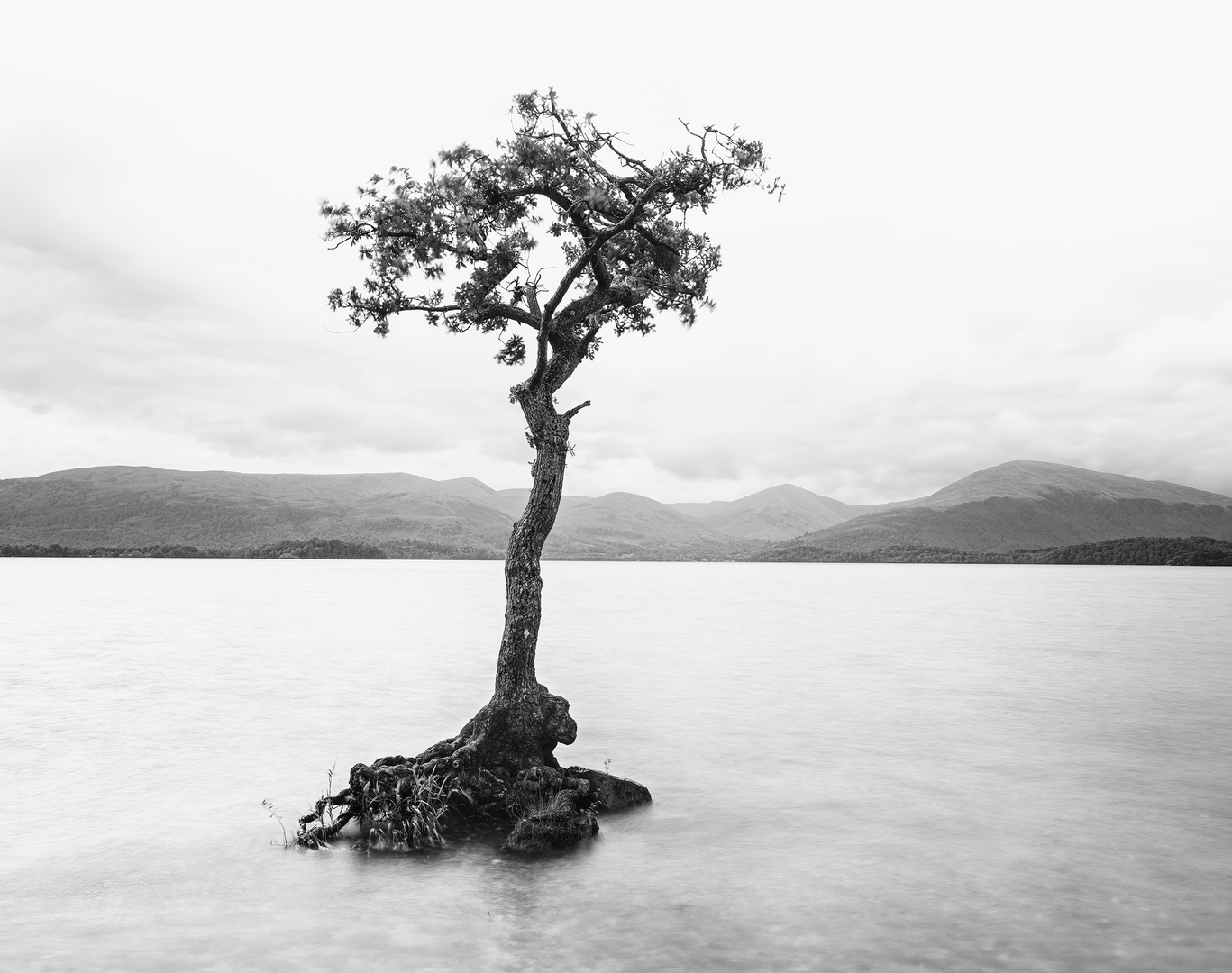 lone tree