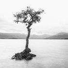 lone tree