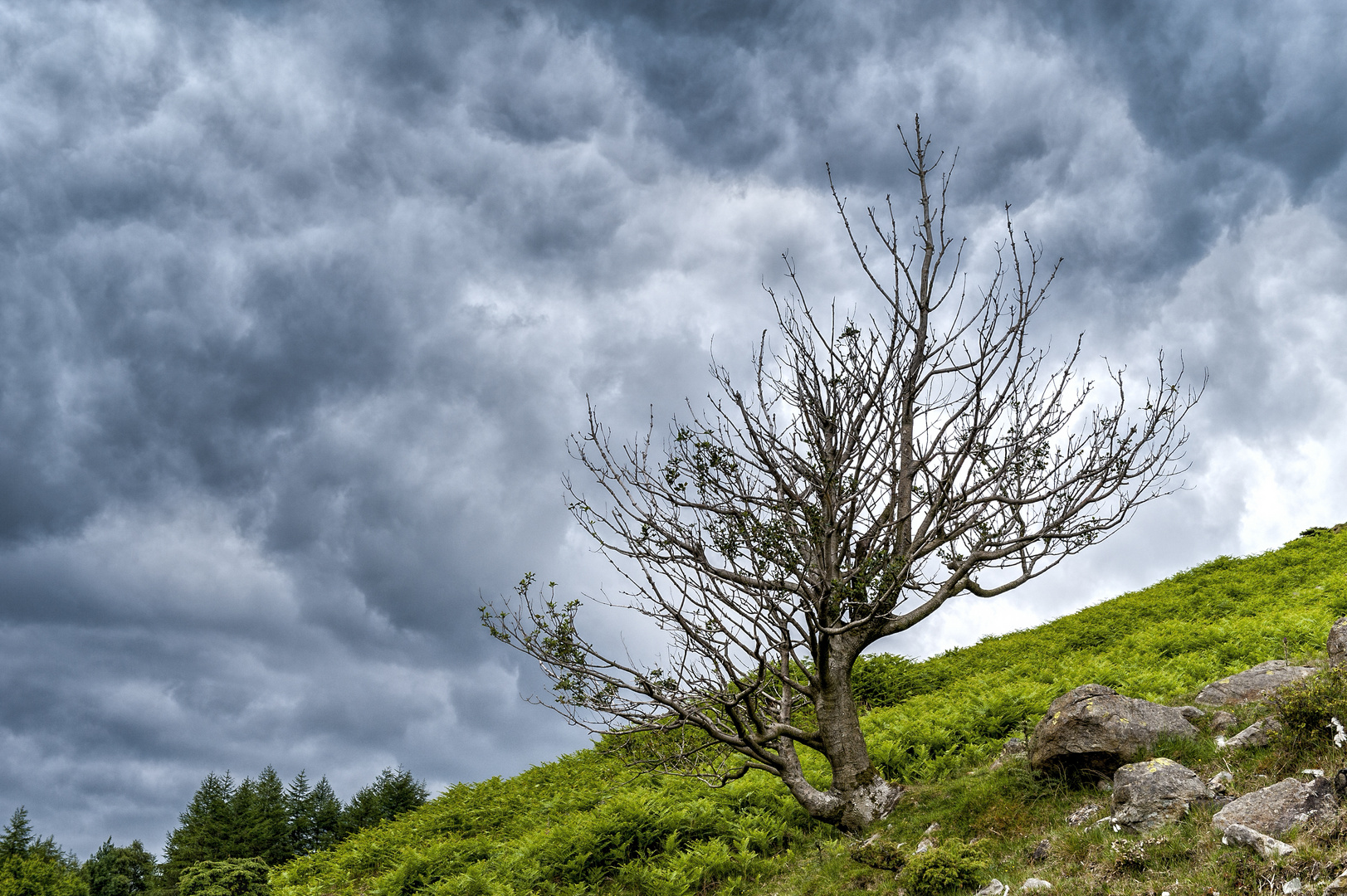 Lone Tree