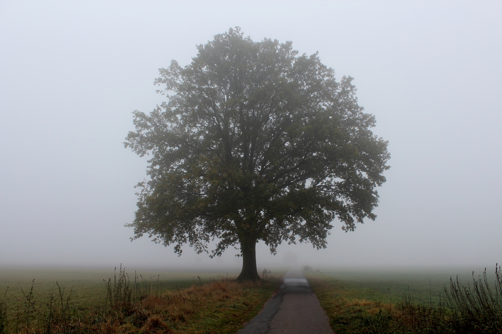 Lone Tree