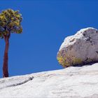 Lone Tree and Boulder