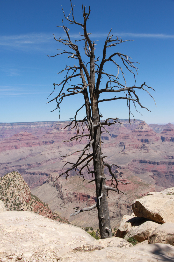 Lone Tree at the Grand Canyon