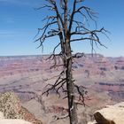 Lone Tree at the Grand Canyon