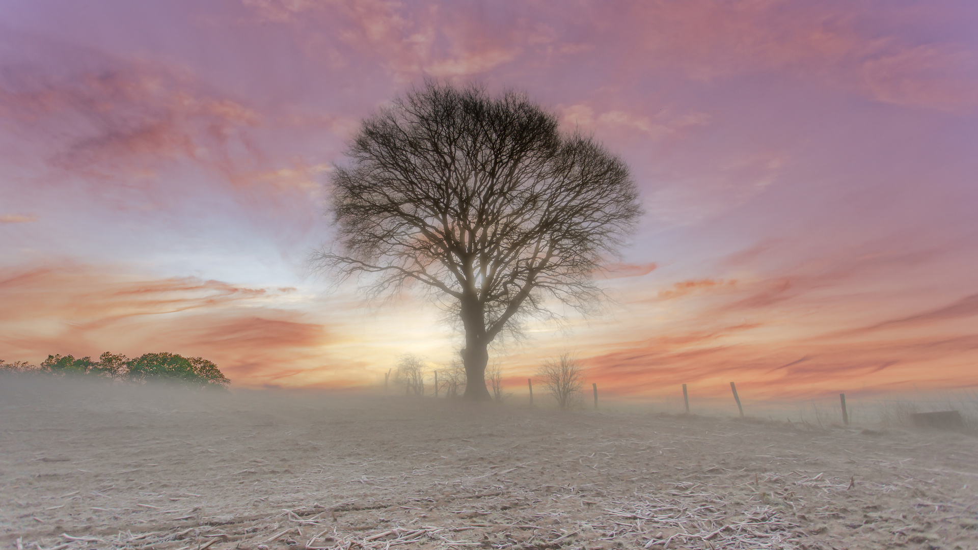 Lone tree