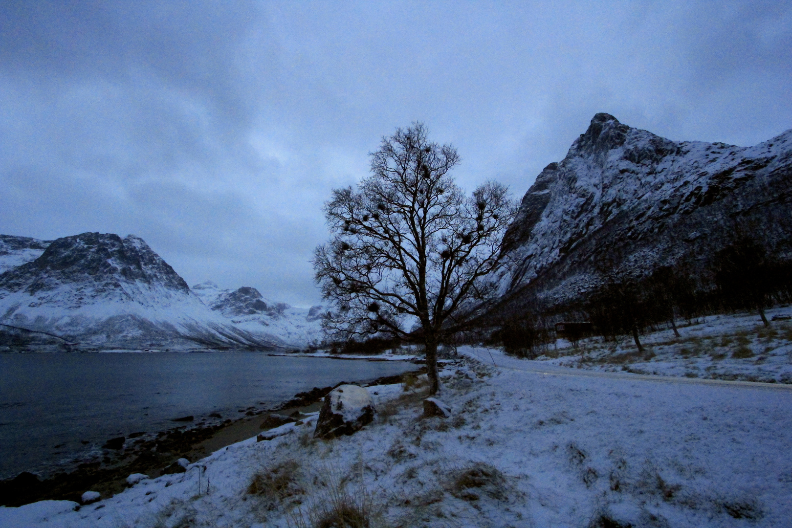 lone tree