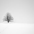 lone tree