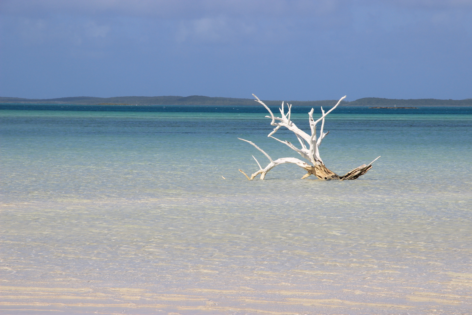 Lone tree