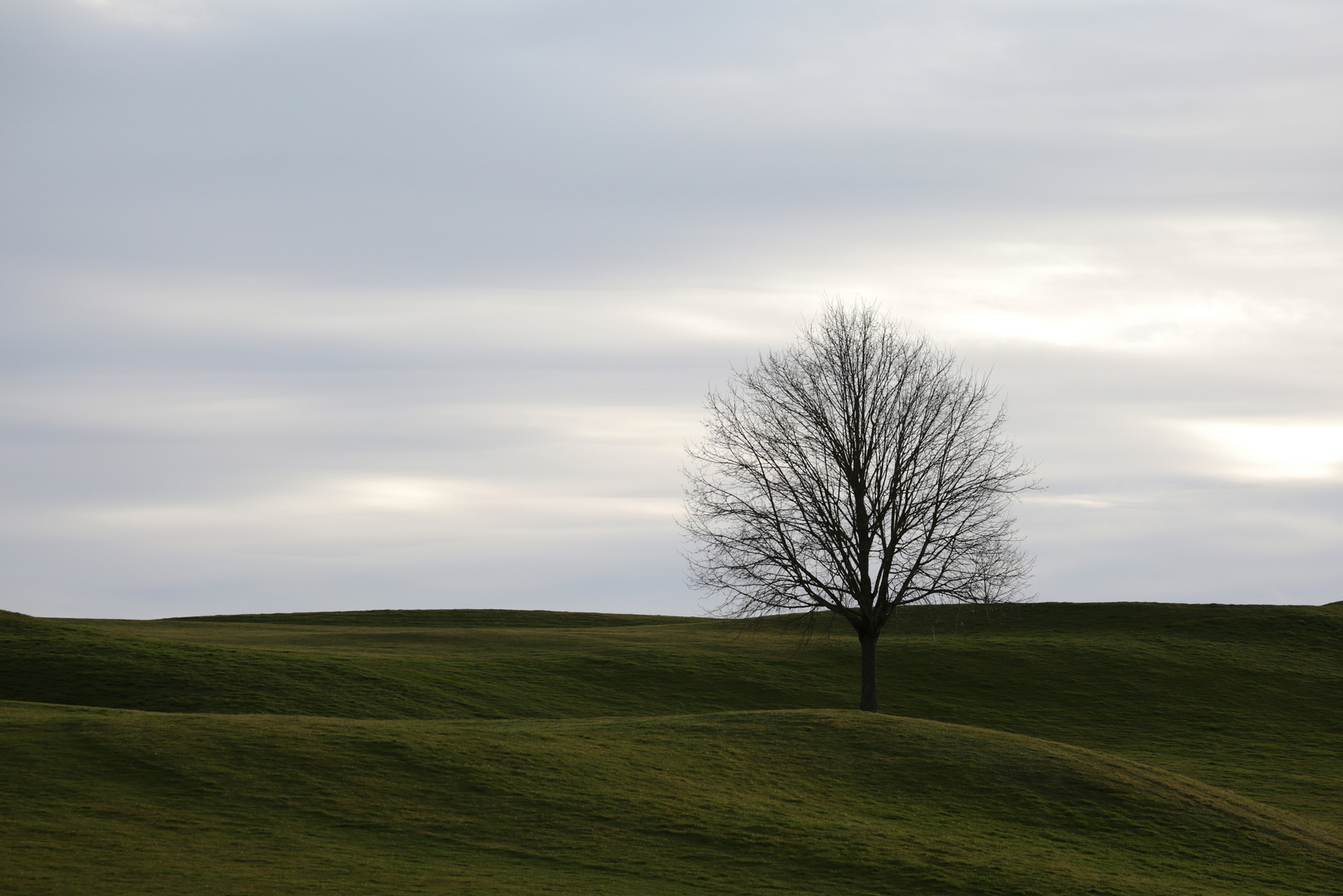 Lone Tree