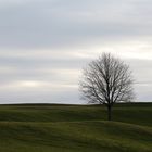 Lone Tree