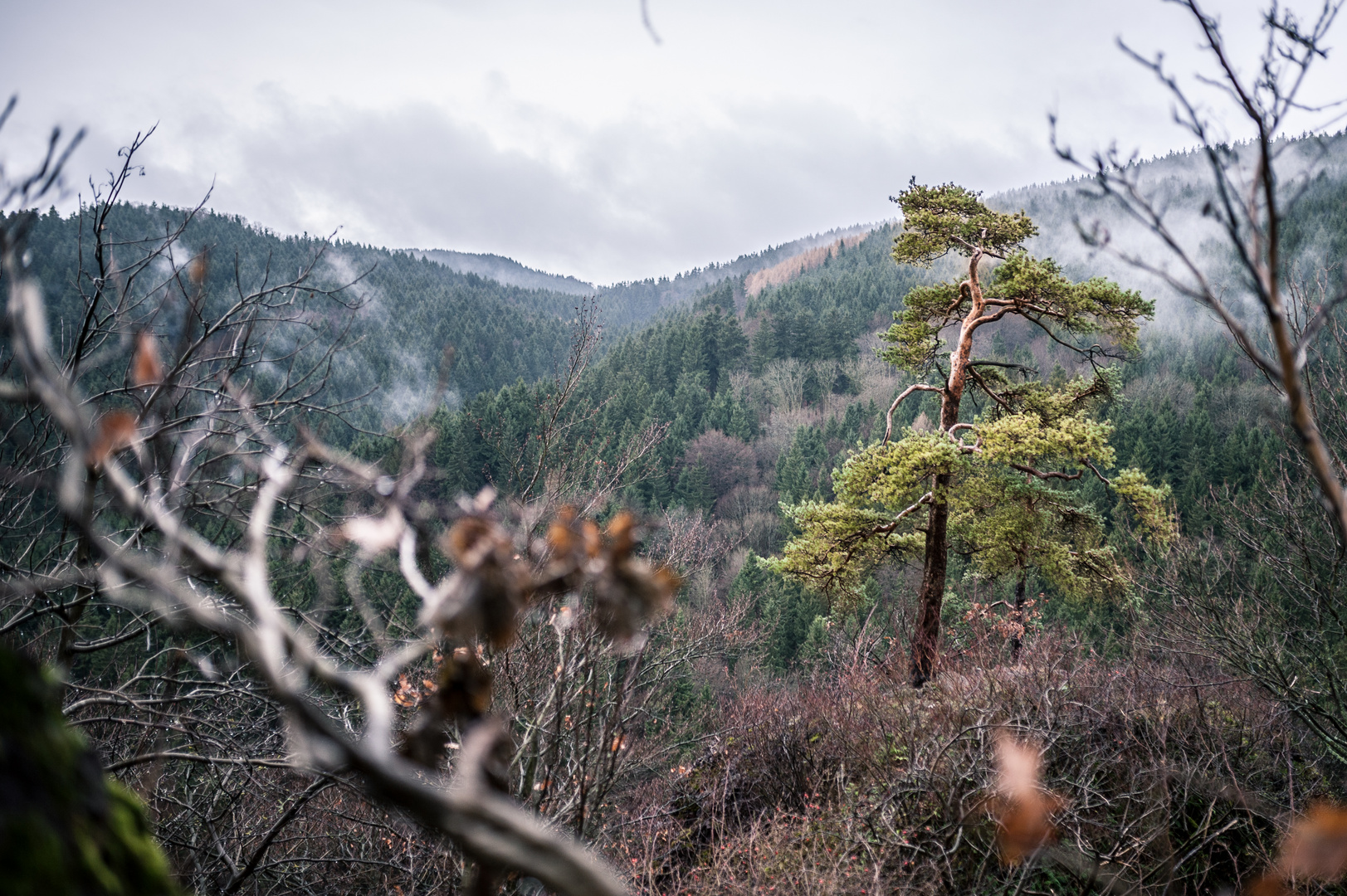 Lone Tree