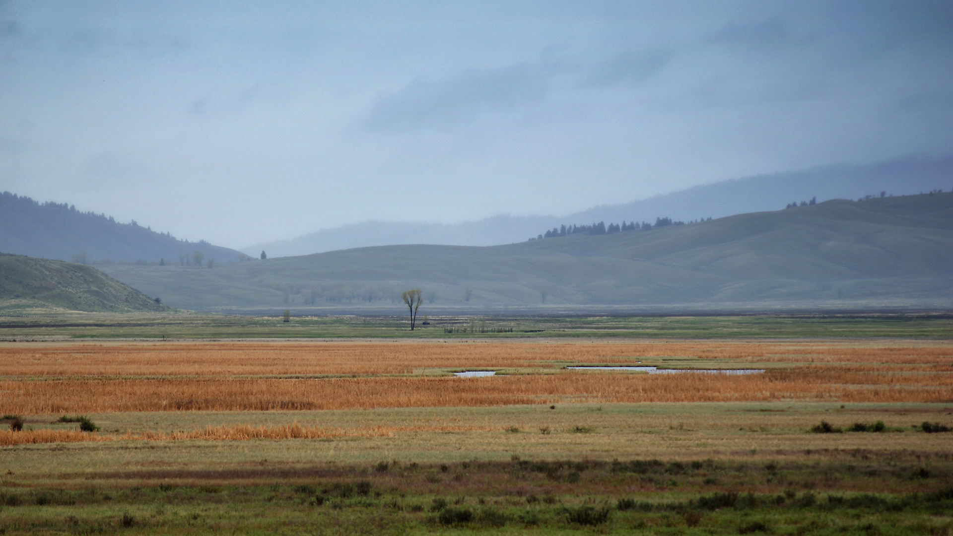 Lone Tree in a Rain Swept Landscape.